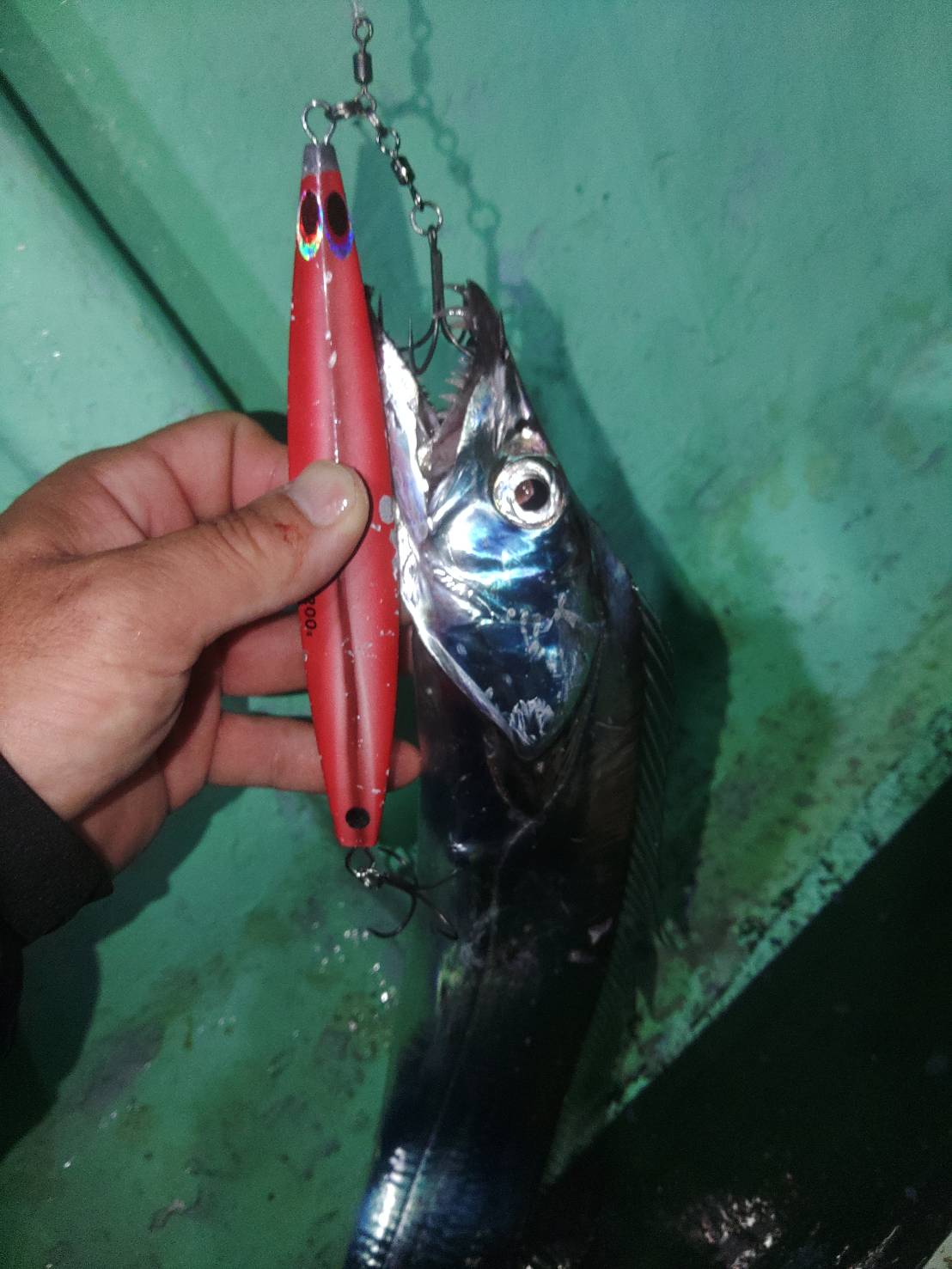 焼津小川港・橋安丸さんでタチウオ大爆釣67本！