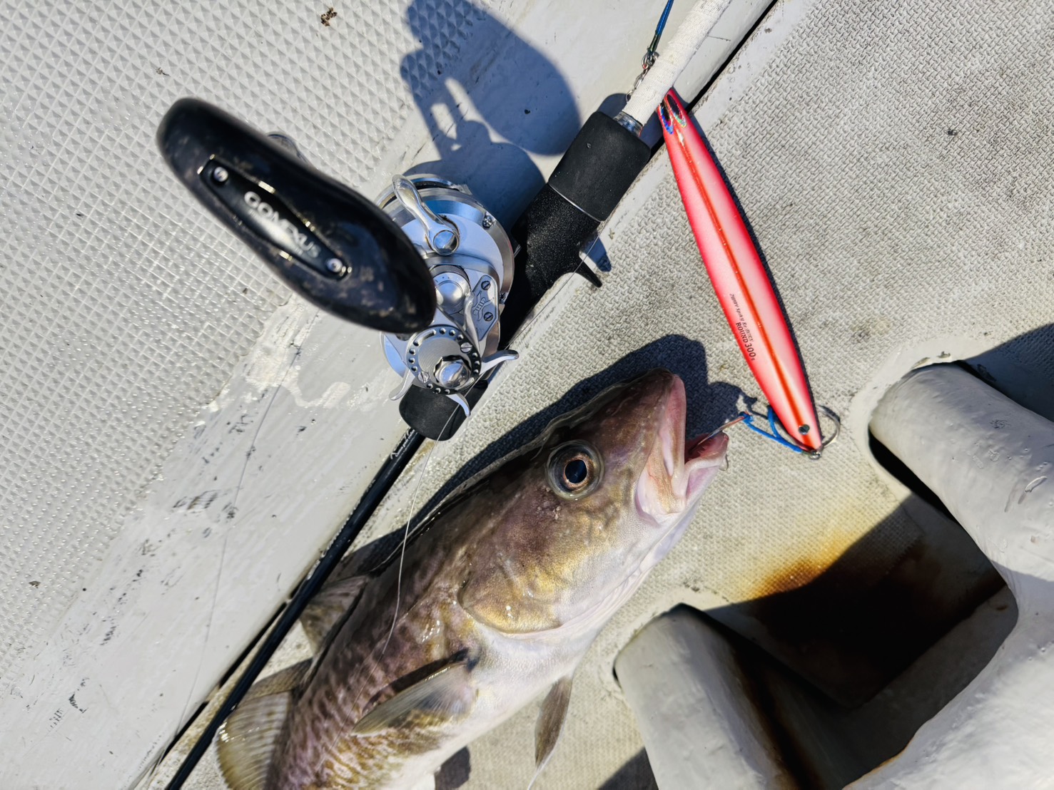 宮城の堀籠さんより、三陸マダラジギング実釣レポート！