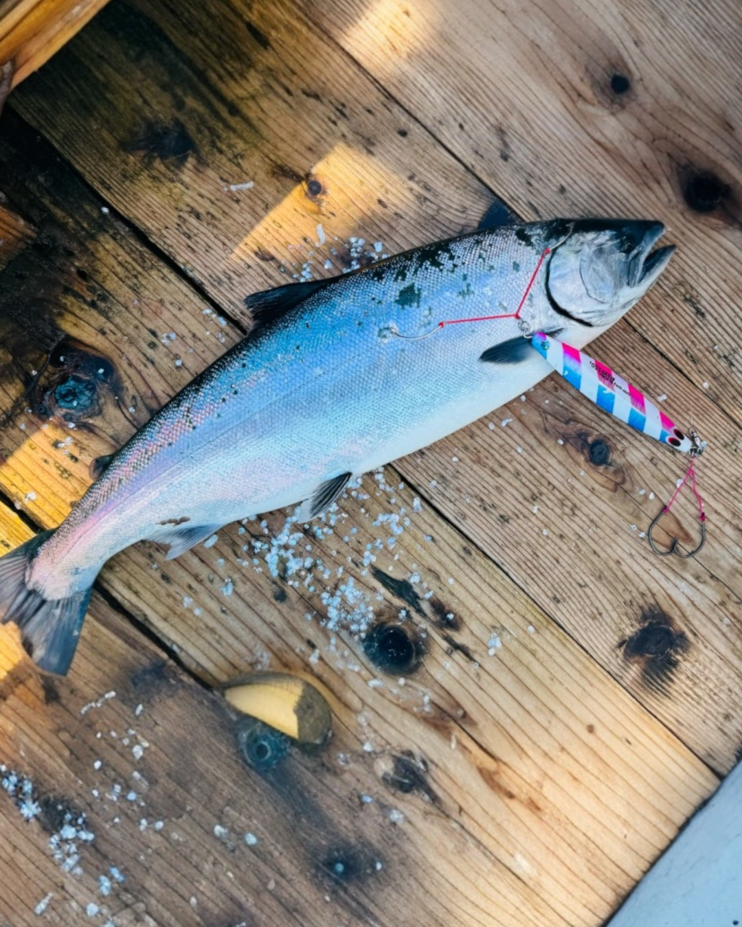 下北サクラマスジギング大会、堀籠さん3位入賞！