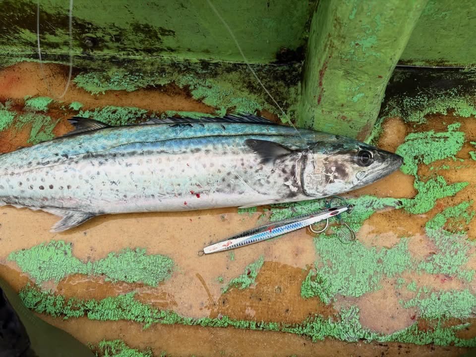 渋い若潮を攻略。2WAY spikyで3kgサワラキャッチ!!