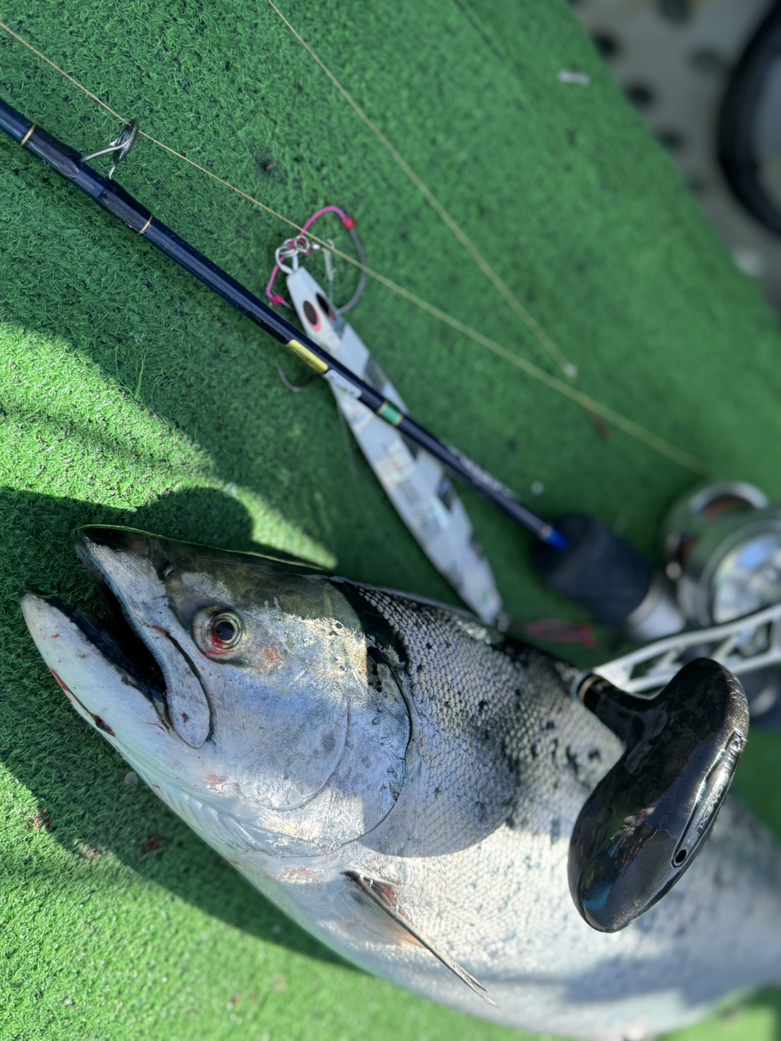 堀籠さんより釣果速報。下北サクラマス開幕！