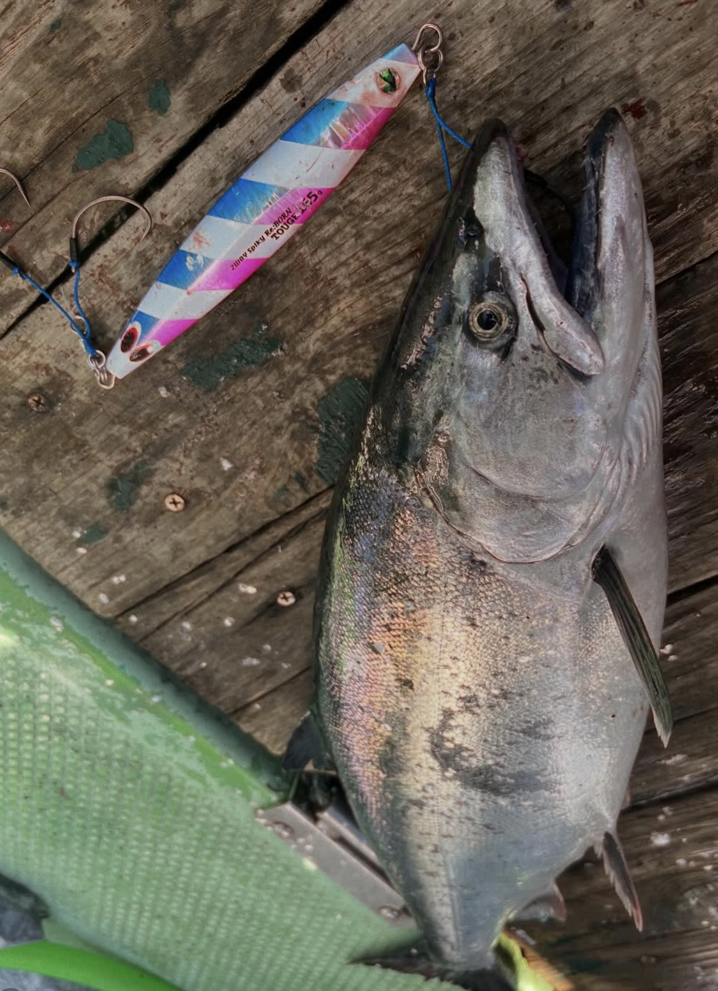 青森サクラマスジギング、難しい朝を攻略し3本キャッチ【尻屋漁港・尻屋丸】