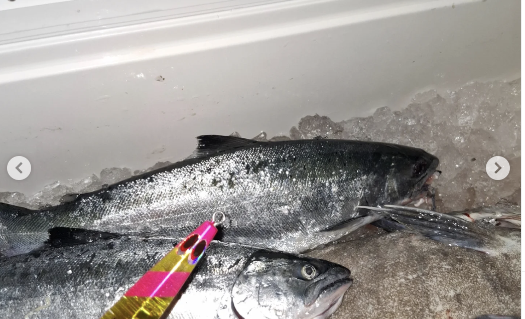 下北サクラマスジギング大会、激渋の中で2本キャッチ！